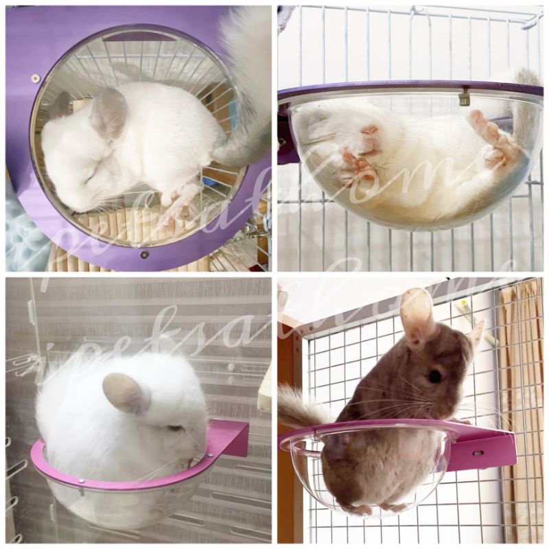 Chinchilla accessories sale