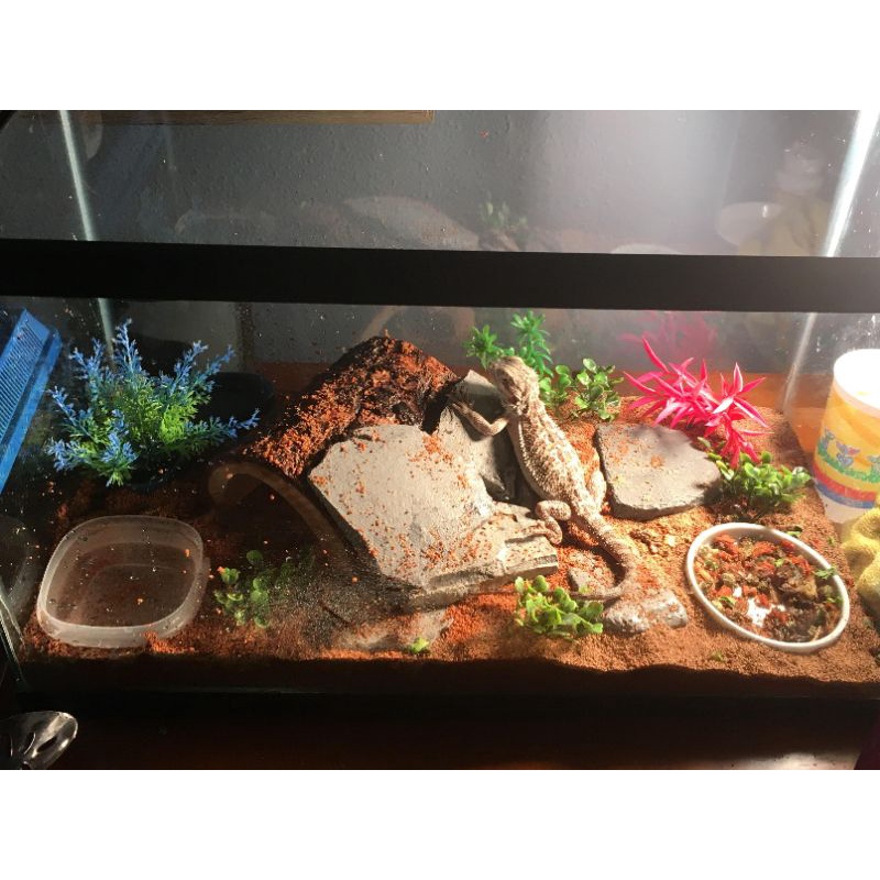 Bioactive hamster cheap cage