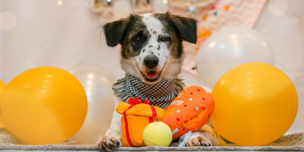 PAWTY FRIED CHICKEN INTERACTIVE SNUFFLE MAT DOG TOY