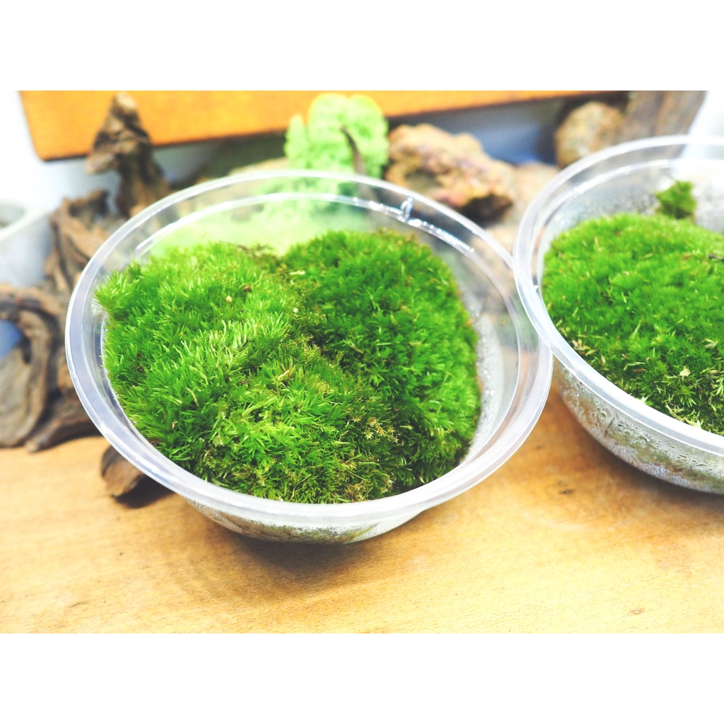 SG Local] Live Holland Moss for Terrarium, 100% Fresh Live Moss
