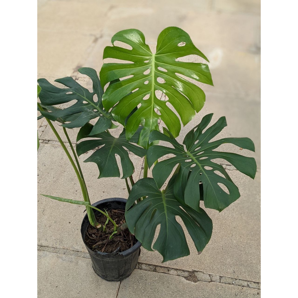 How to care for monstera deliciosa - Gardens Illustrated