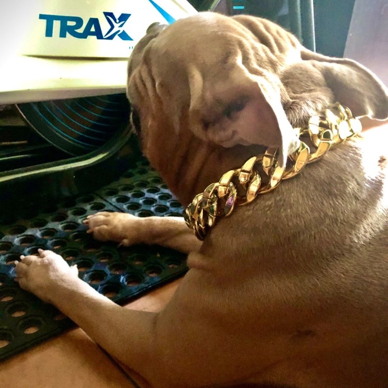 Puppy sale gold chain