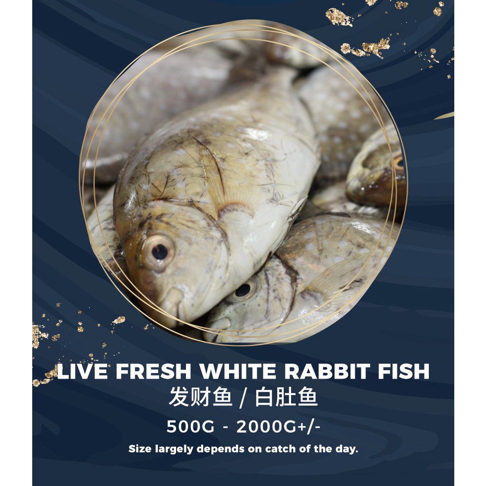 Buy live 2025 fish in bulk