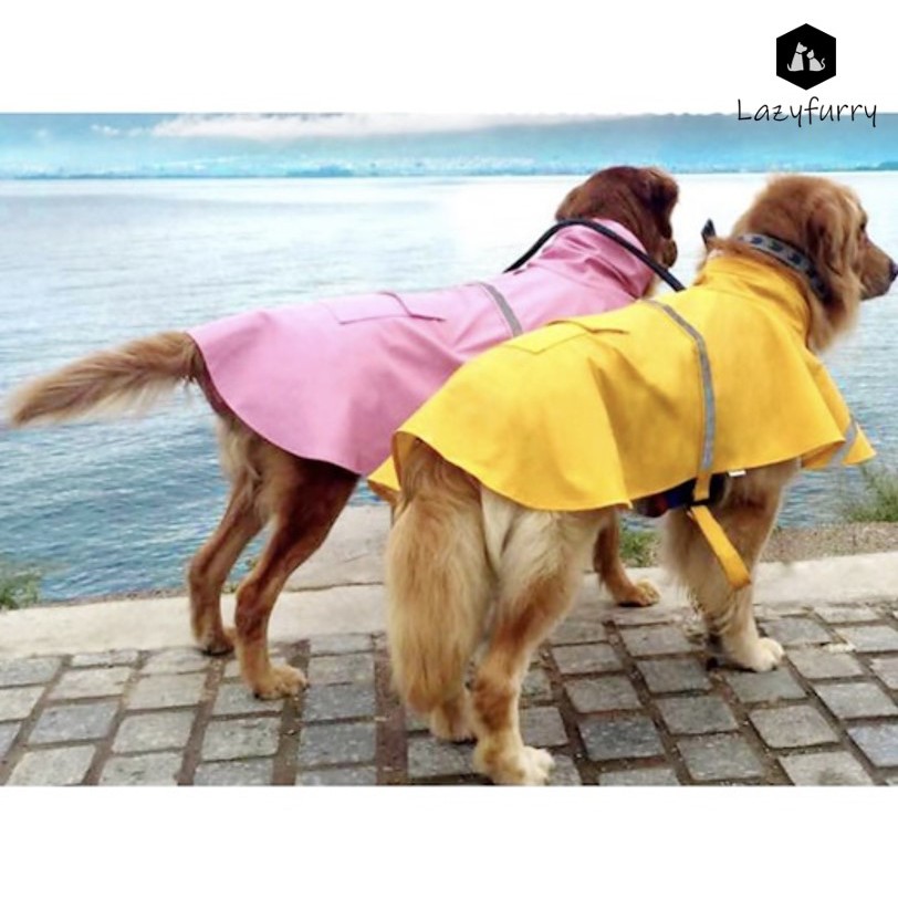 Golden retriever clearance in raincoat