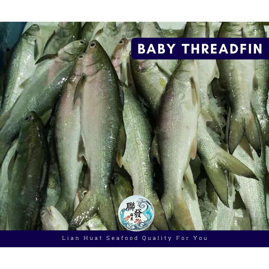Lian Huat Seafood] Baby Threadfin, Whole, Fresh 400g to 500g