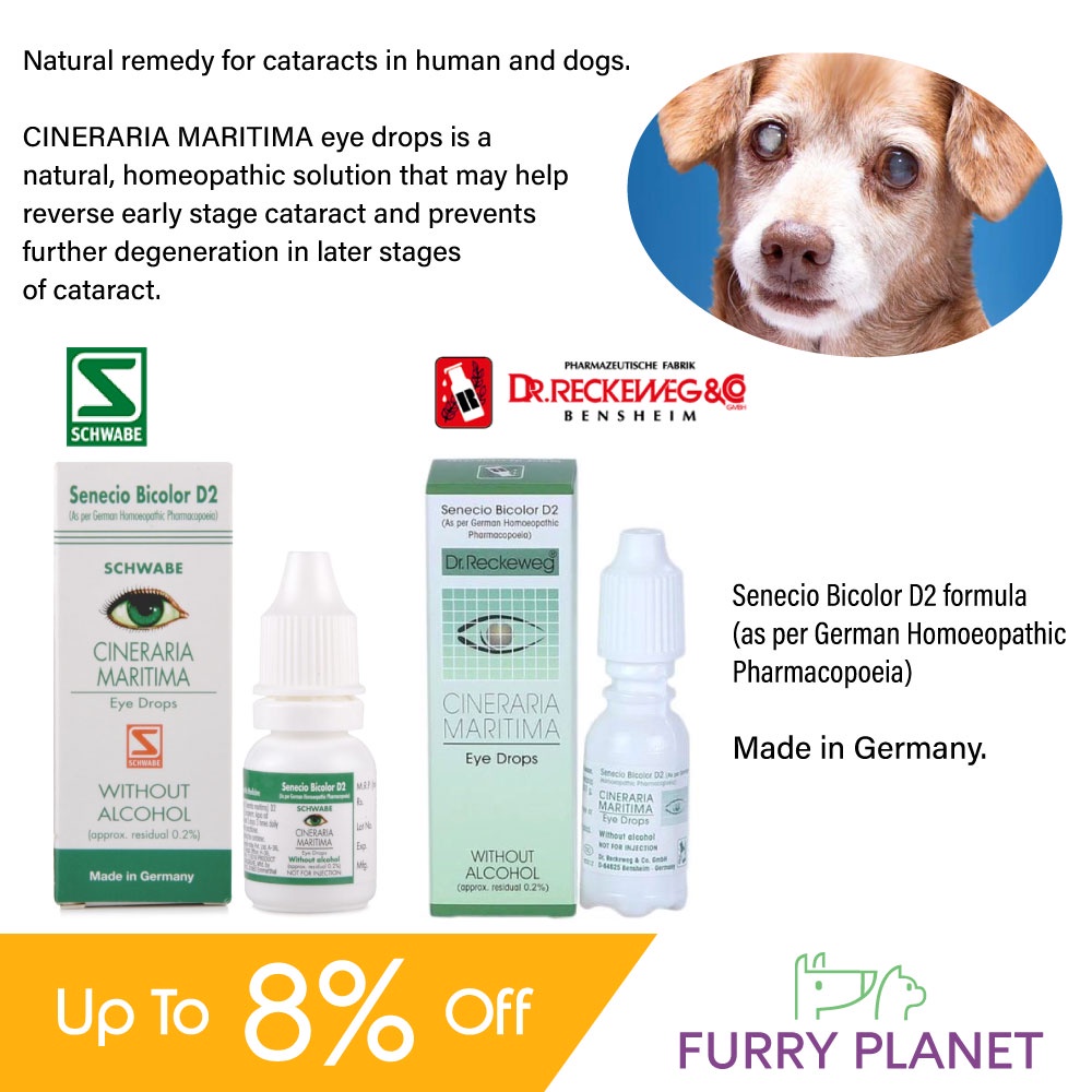 Cineraria maritima eye store drops for dogs