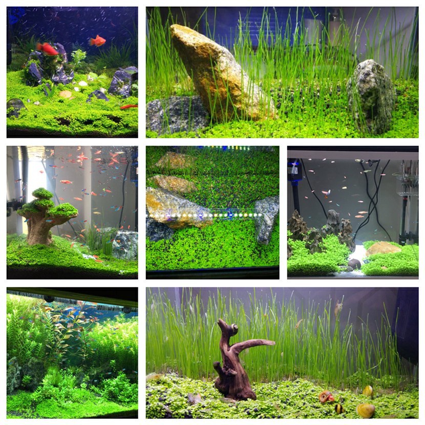 Water Plant Grass Soil Aquarium Substrate Fish Tank Plant Growth Fertility  Substrate Soil For Aquarium Grass Lawn Decoration - Aquarium Substrate -  AliExpress