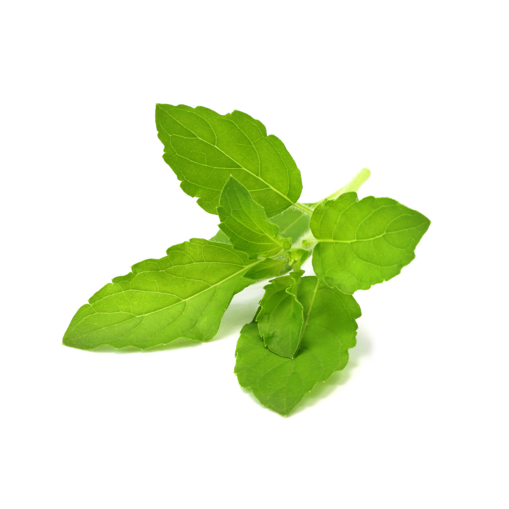 Click And Grow 3 Packs Plant Pods Holy Basil Shopee Singapore