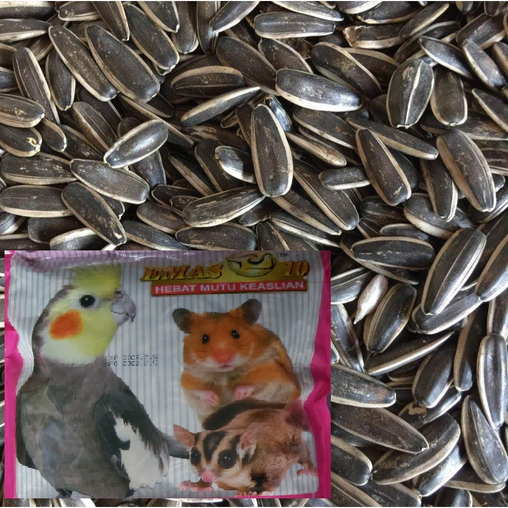 Chinchilla on sale sunflower seeds