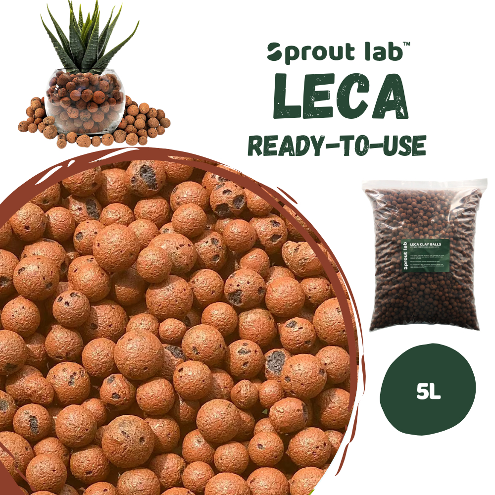 Switching Plant From Soil to LECA + Root Updates 