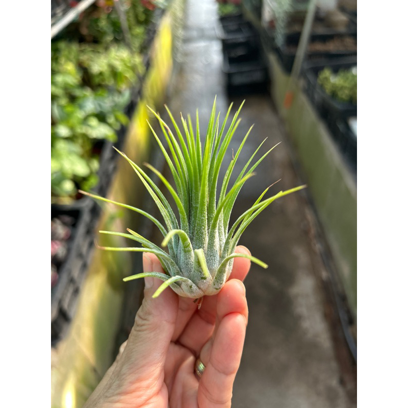 Tillandsia ionantha v ionantha *Airplant* | Shopee Singapore